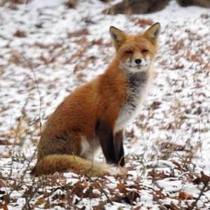 Meet your Posher, Connie